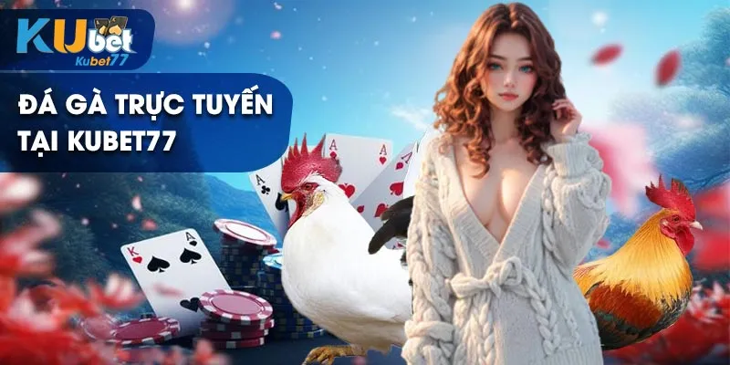 Đá gà trực tuyến tại Kubet77